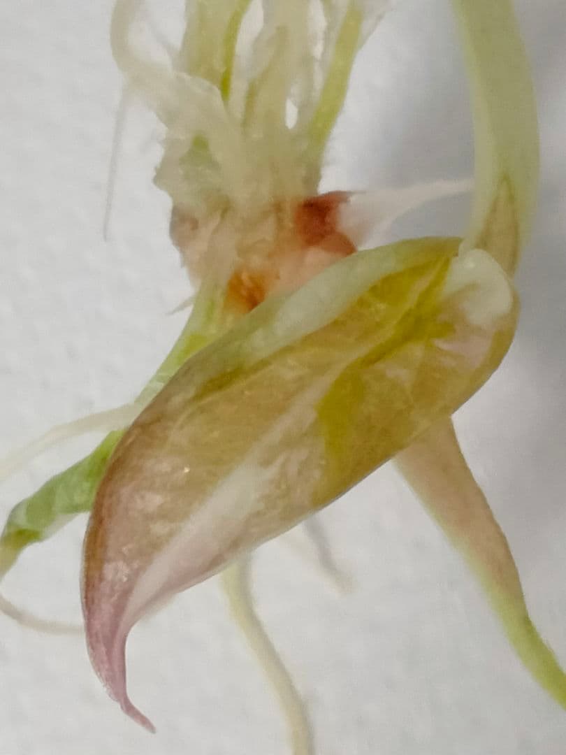 アロカシア クプレア ピンク斑入り Alocasia Cuprea Pink