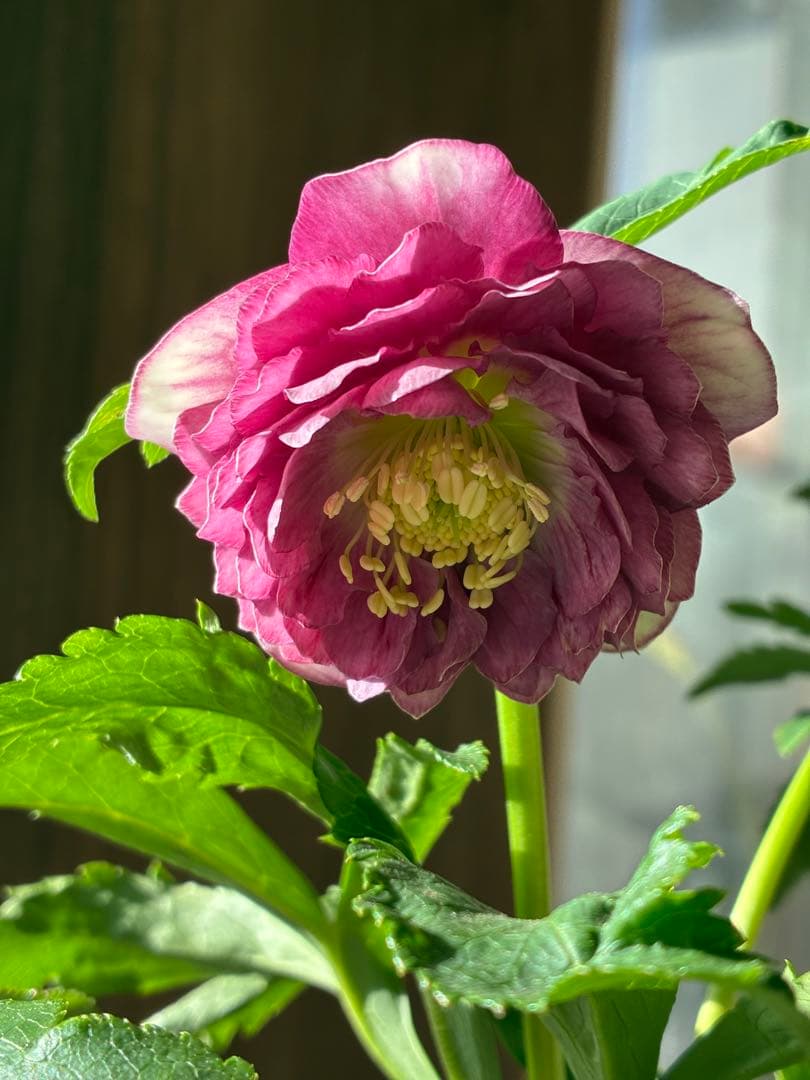 ♡広瀬園芸♡ 充実株　小顔多弁ピンクグラデーション　ソレイユ系