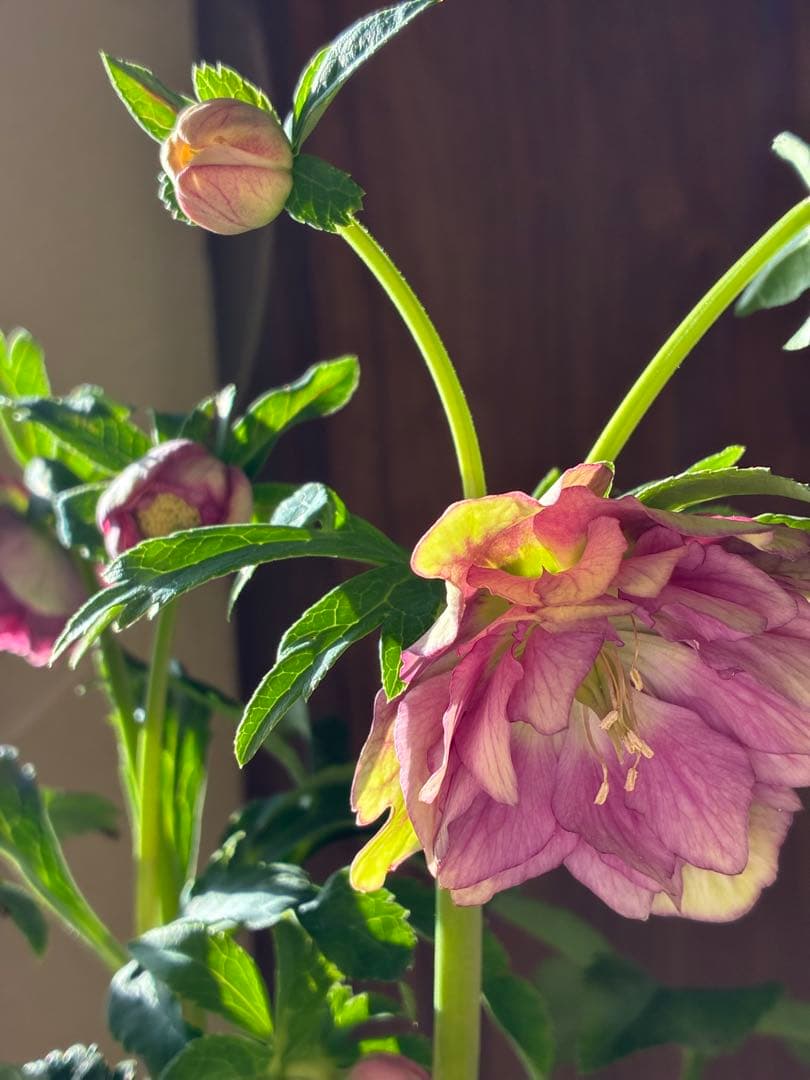 ♡広瀬園芸♡ 充実株　小顔多弁ピンクグラデーション　ソレイユ系