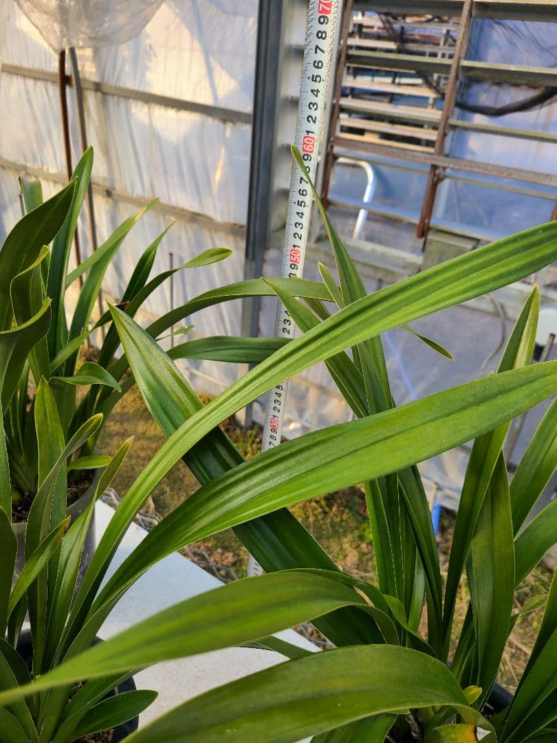 フォアゴットンフルーツ。花芽3個。5鉢セット。蜜蜂誘引蘭。日本蜜蜂。