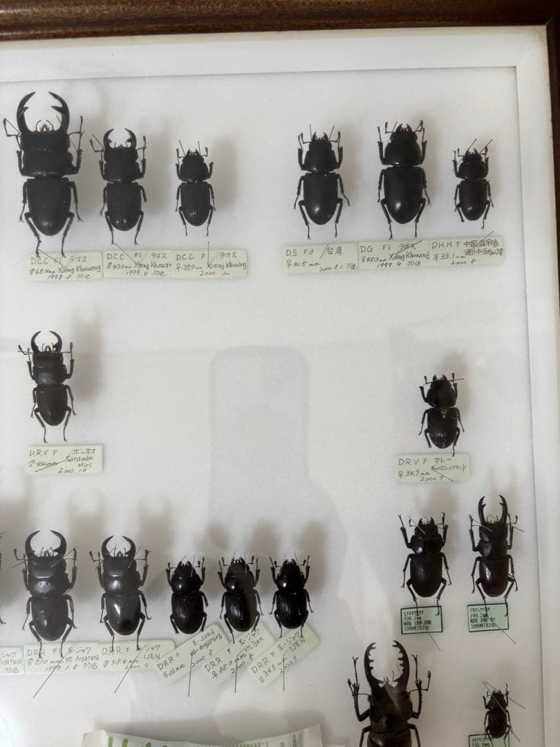 クワガタ　標本　オオクワガタ　木製フレーム