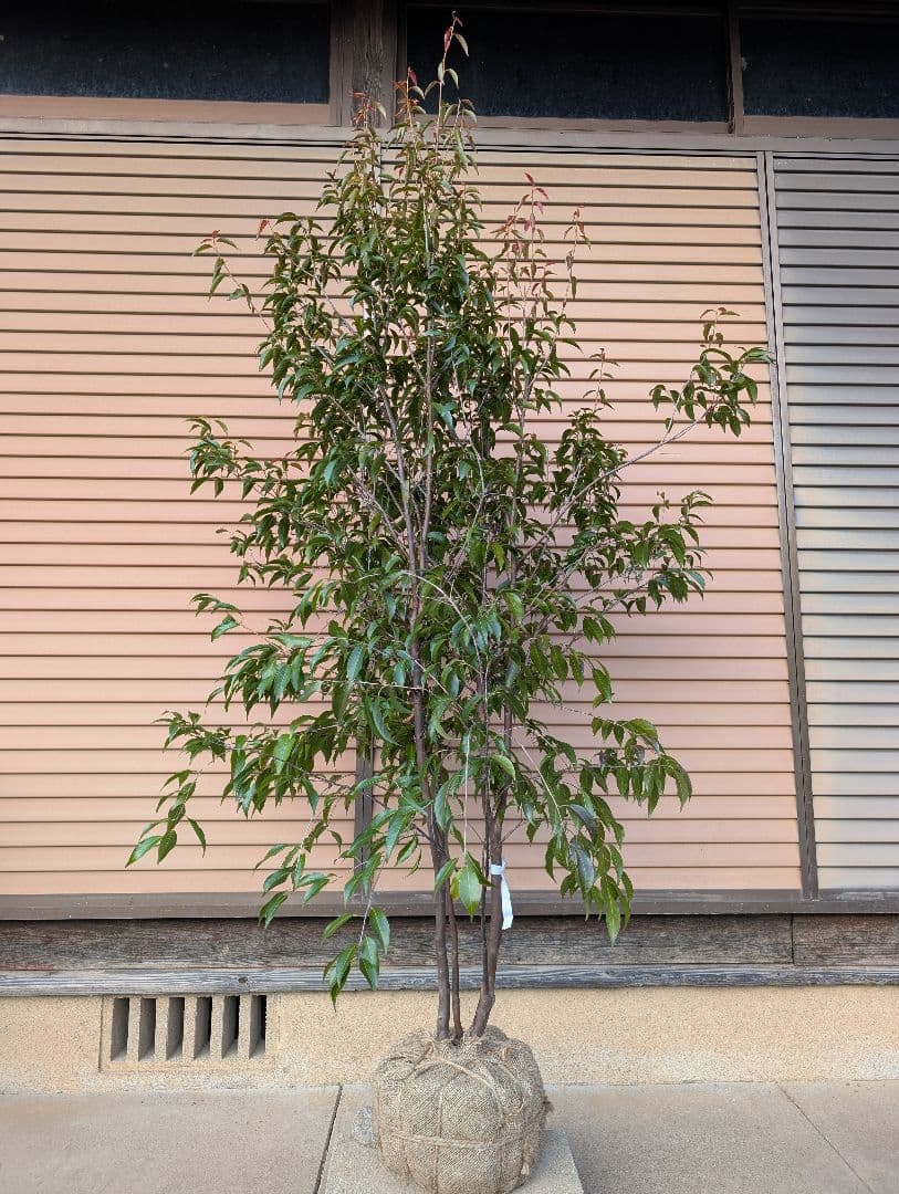 常緑エゴノキ（トキワエゴノキ）株立　約1.6m　①