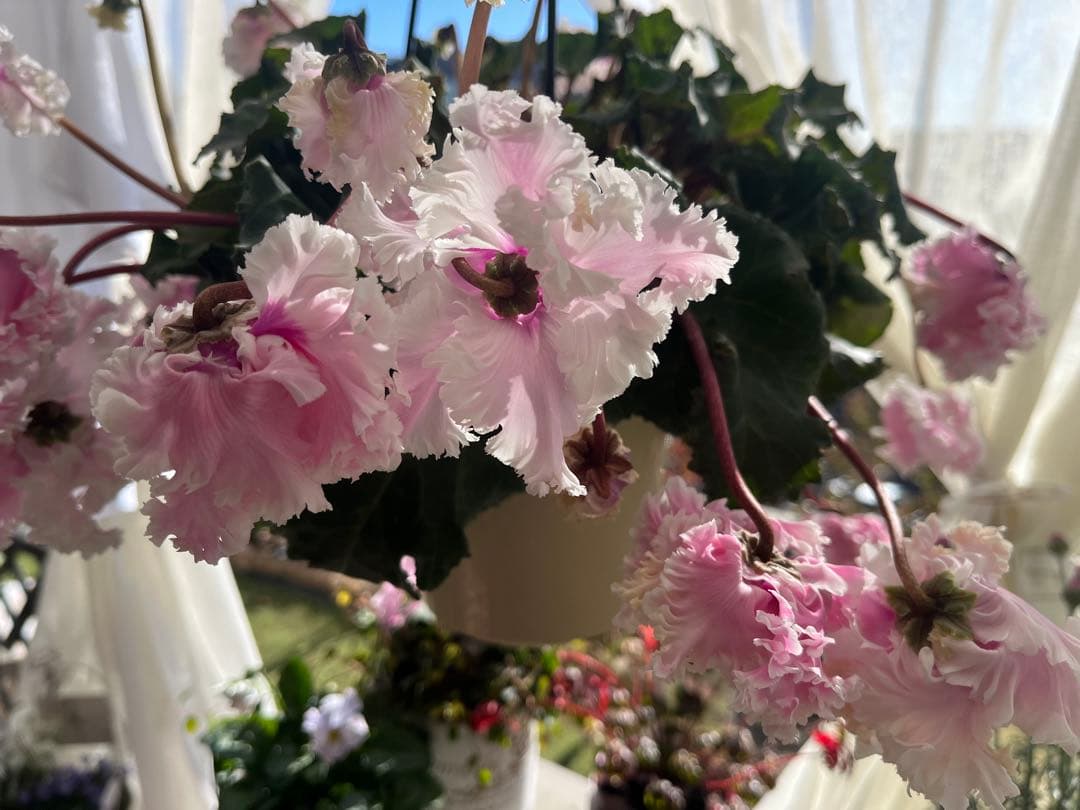 シクラメンフローエル(๑˃̵ᴗ˂̵)