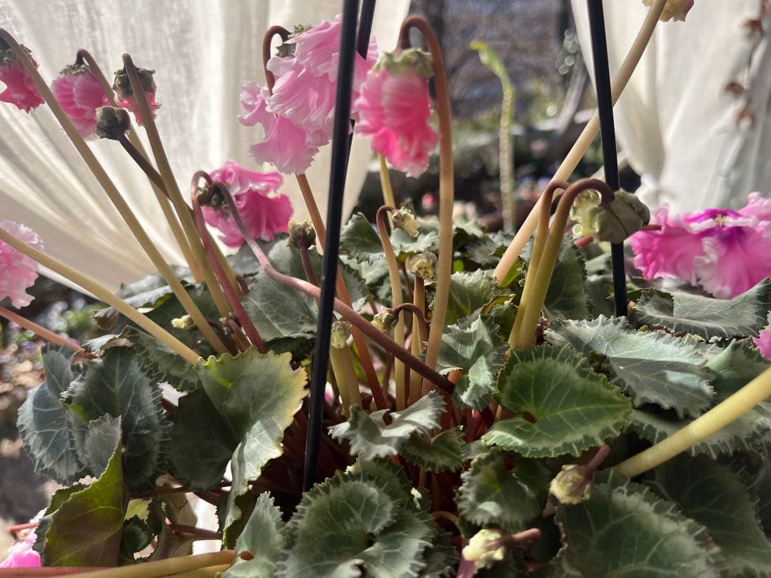 シクラメンフローエル(๑˃̵ᴗ˂̵)