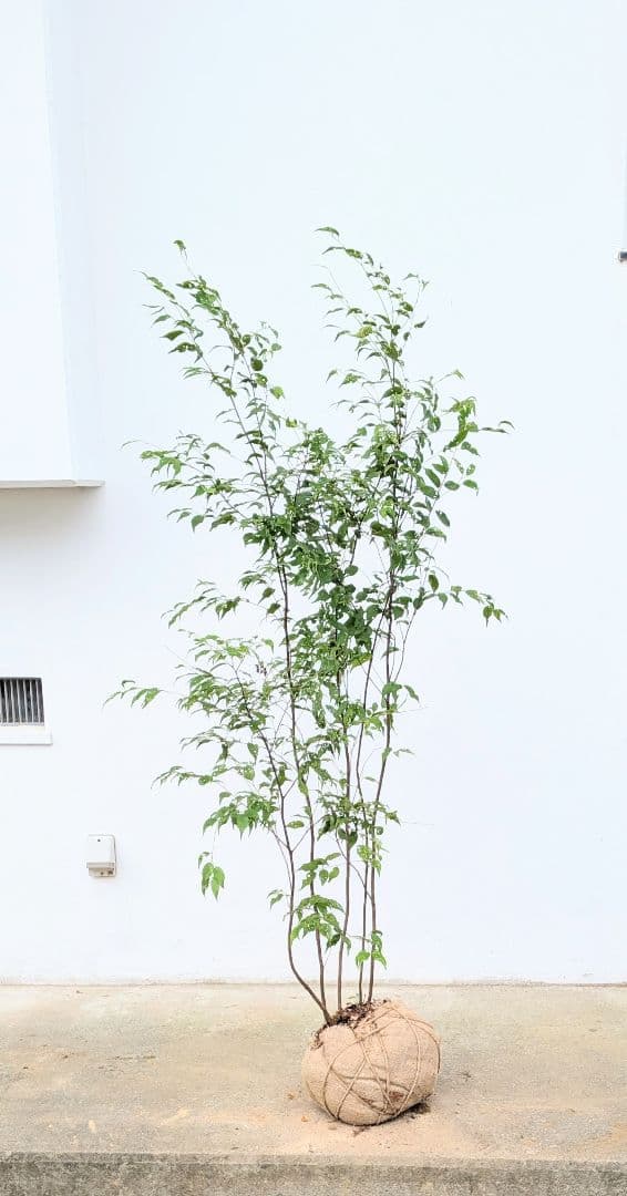 美形。山採りハイノキ。