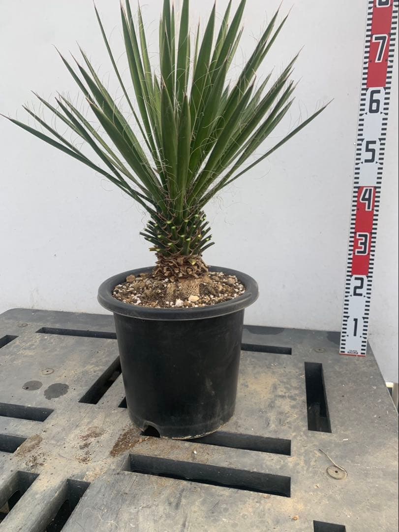 ユッカ　フィリフェラ