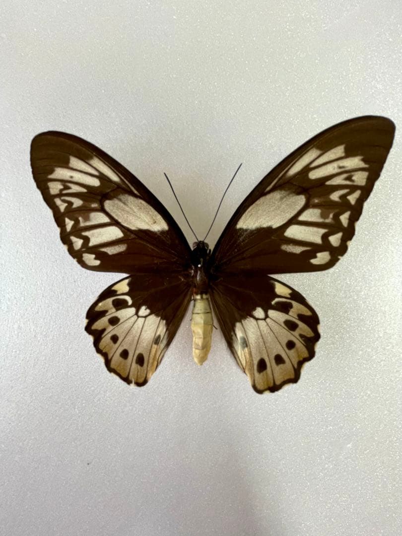 【1ペア】ミドリメガネトリバネアゲハ（インドネシア・ビアク島）