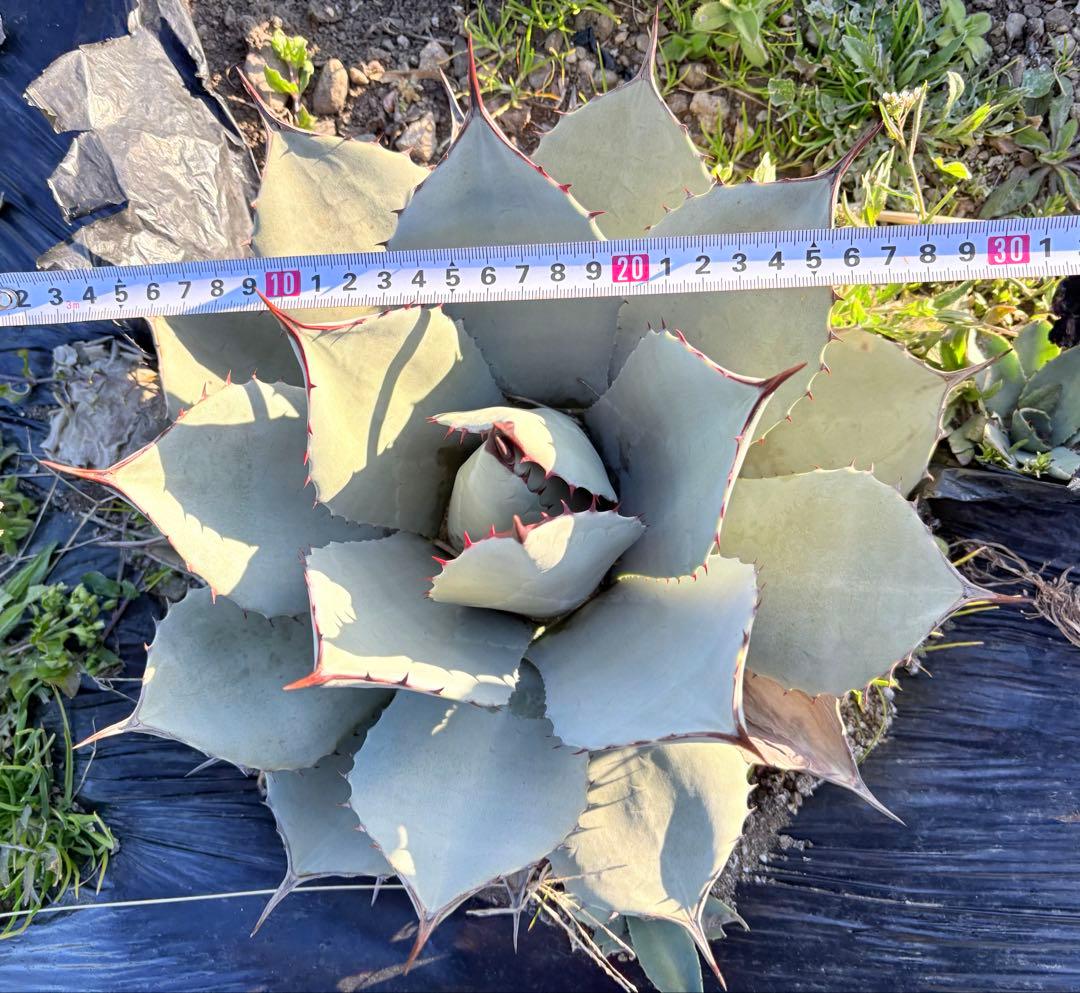 アガベ　吉祥天　1子株付き ②