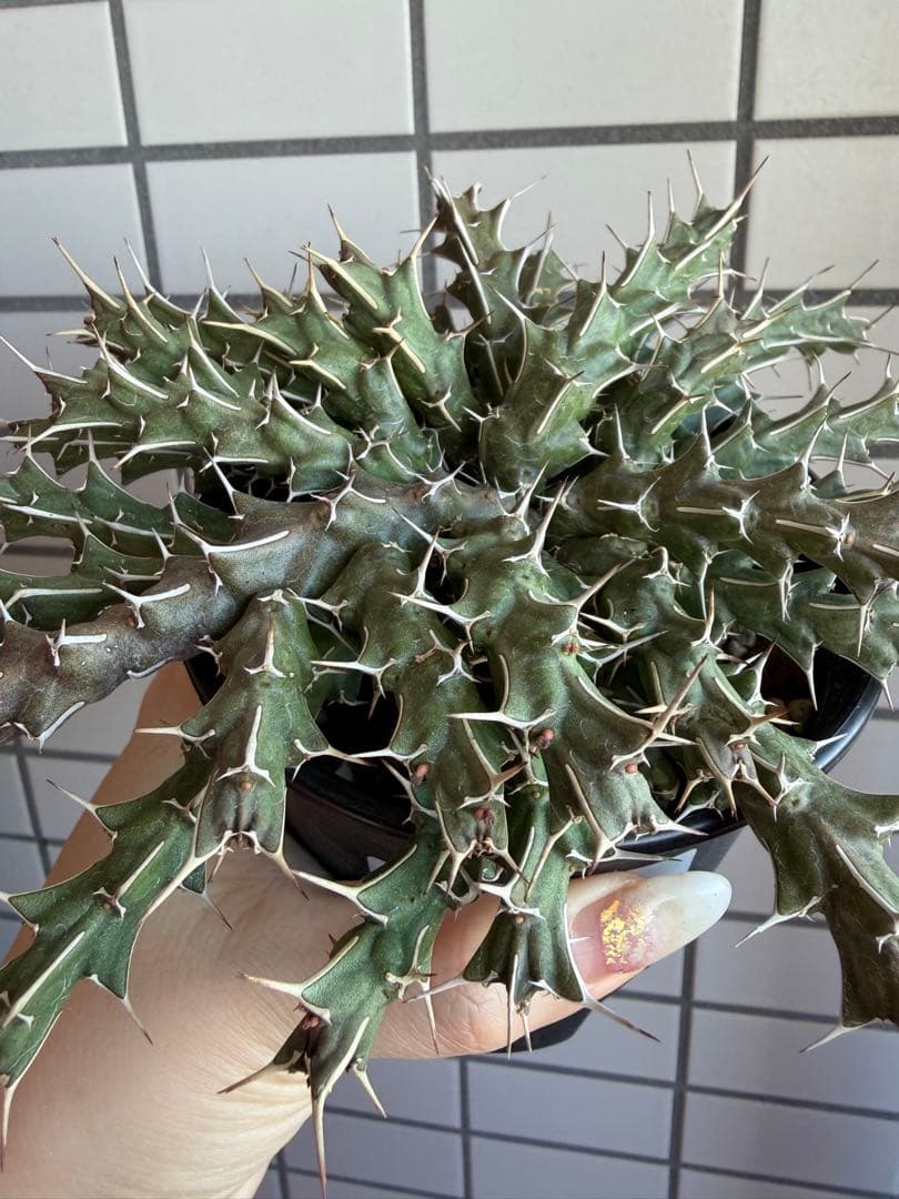 極レア ユーフォルビア ウリギアナ 実生 10cm鉢 充実株