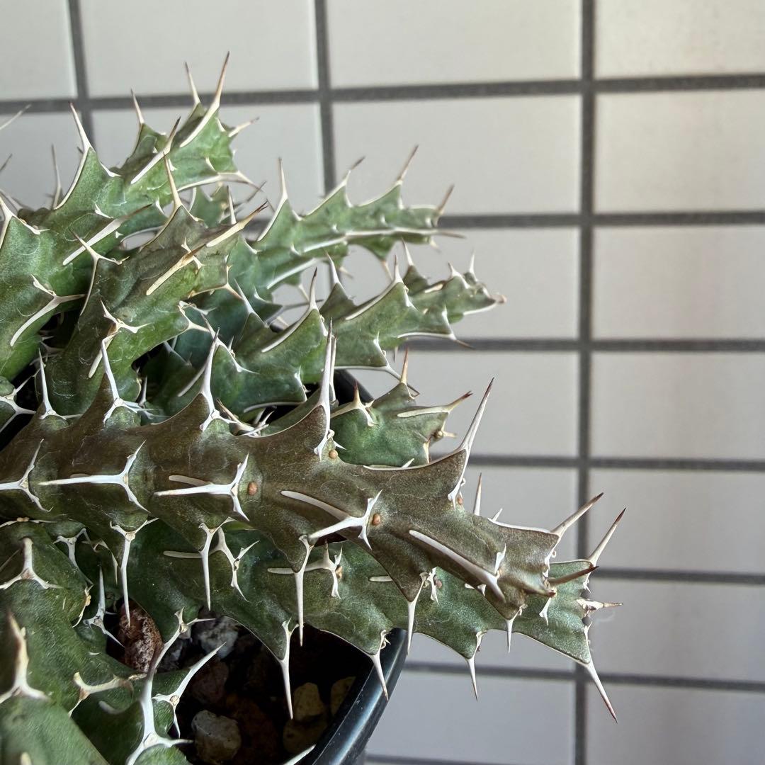 極レア ユーフォルビア ウリギアナ 実生 10cm鉢 充実株