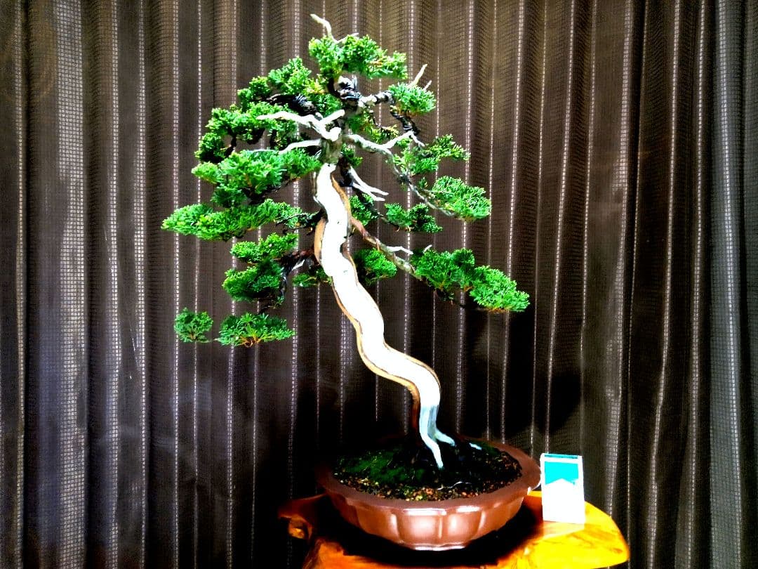 【樹高 53㎝　真柏盆栽】　　　　⭕SNCF 様…専用❗
