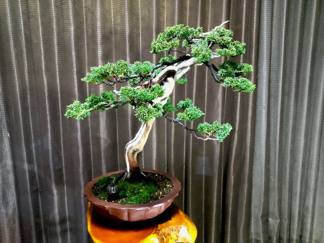 【樹高 53㎝　真柏盆栽】　　　　⭕SNCF 様…専用❗