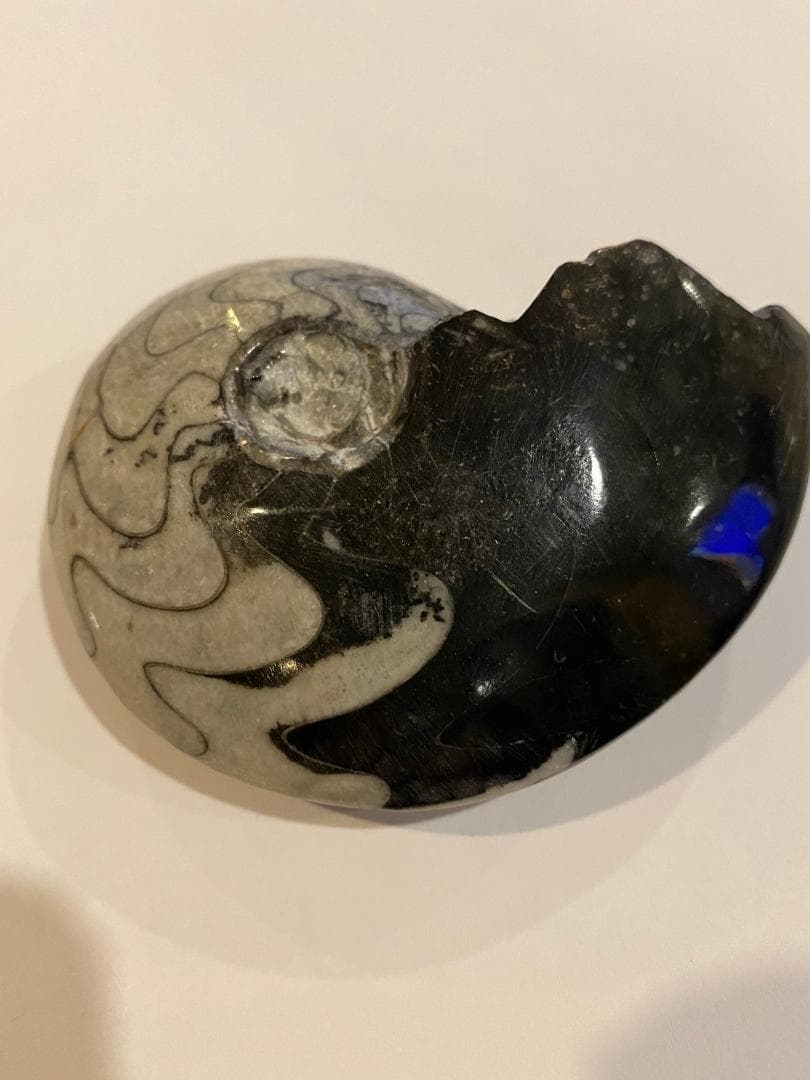 モロッコ産　アンモナイト　化石　⑱