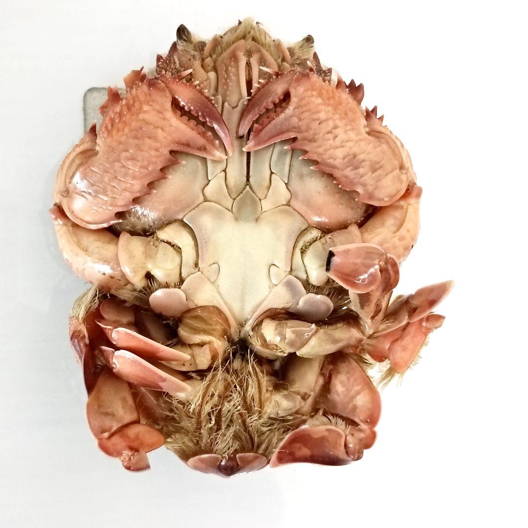 極希少【1点物】アサヒガニ③ 乾燥・色彩保存標本 全長約10cm