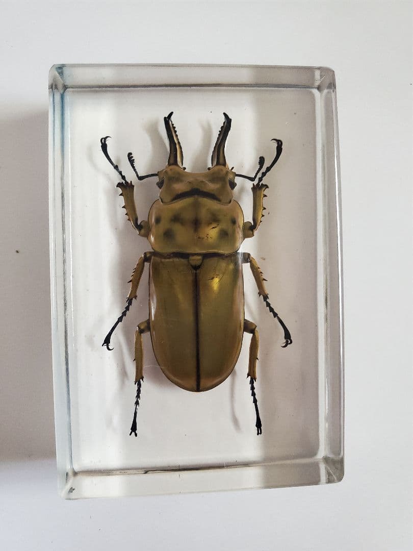 オウゴンオニクワガタ　樹脂標本