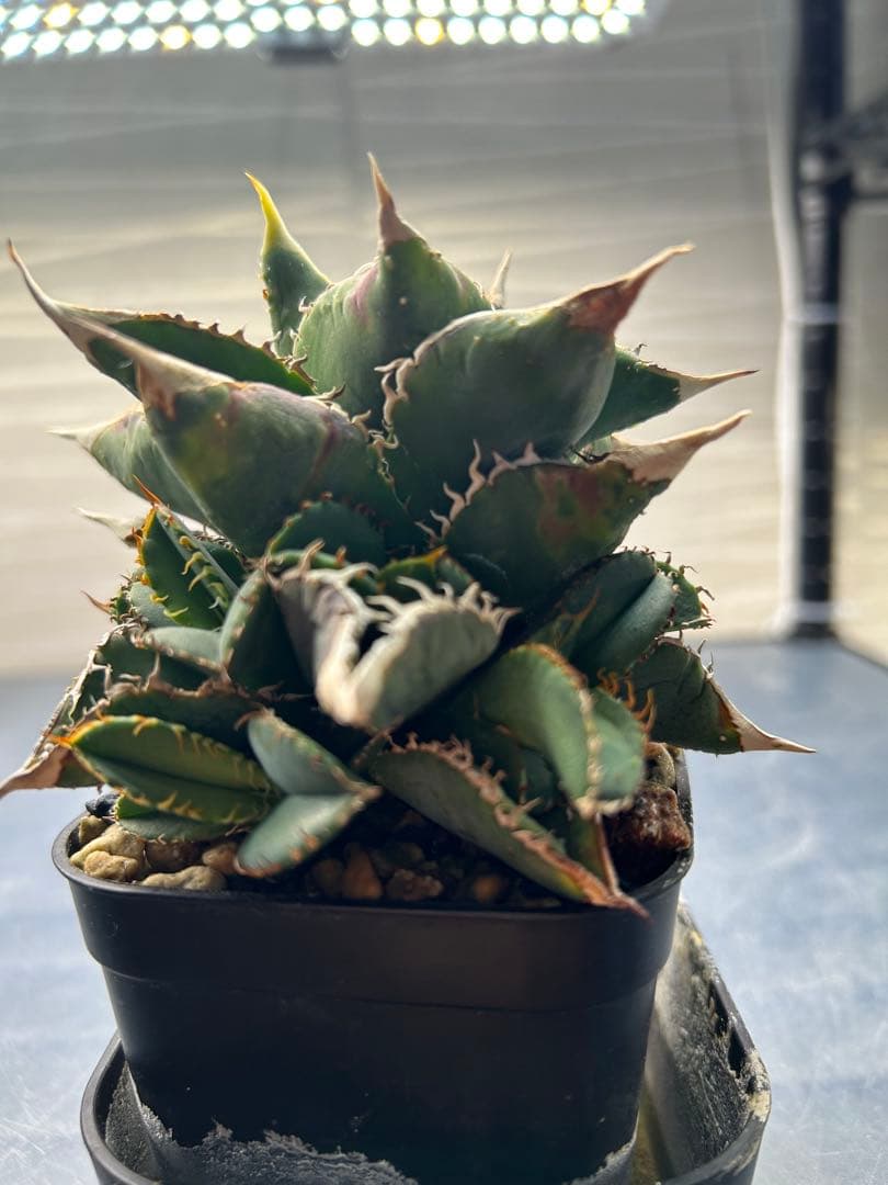 アガベ 鰐亀MOTHER　子株付き