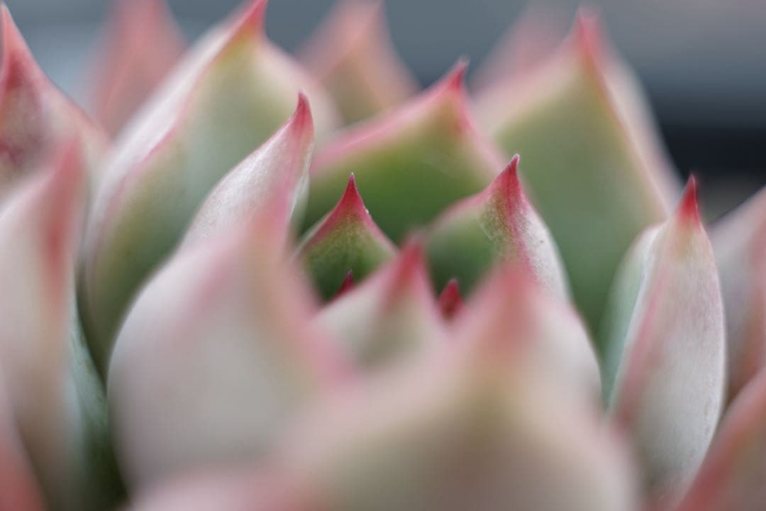 作例付き　ELICAR V-HQ MACRO 55mm F2.8 管mpr