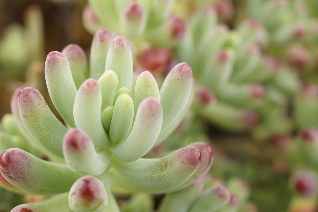 作例付き　ELICAR V-HQ MACRO 55mm F2.8 管mpr