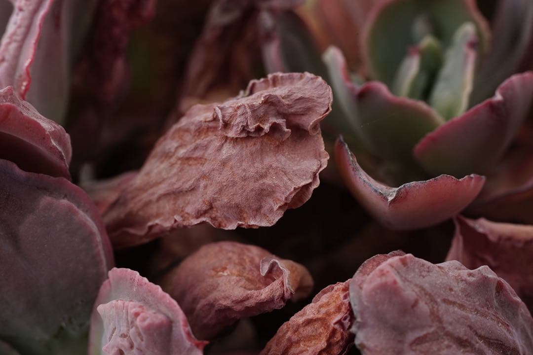 作例付き　ELICAR V-HQ MACRO 55mm F2.8 管mpr