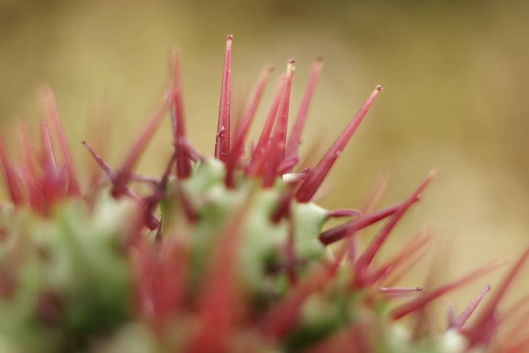 作例付き　ELICAR V-HQ MACRO 55mm F2.8 管mpr