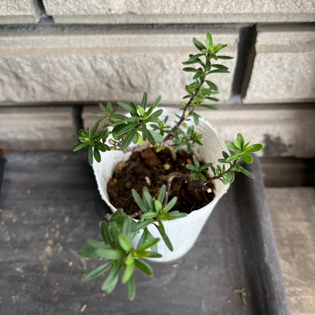 宿根(ᵔᴥᵔ)挿し穂　寄せ植えにも♡ほったらかし♡グランドカバー