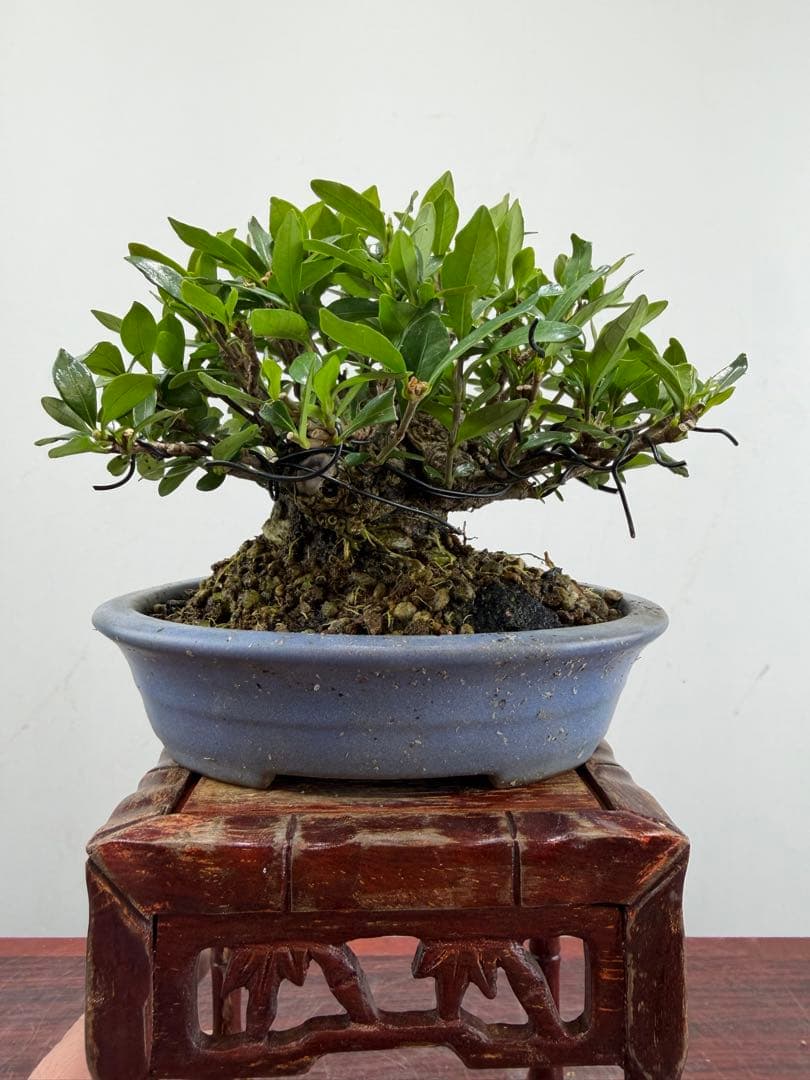 【ガチ盆栽】クチナシ　ミニサイズ　小品盆栽　太幹