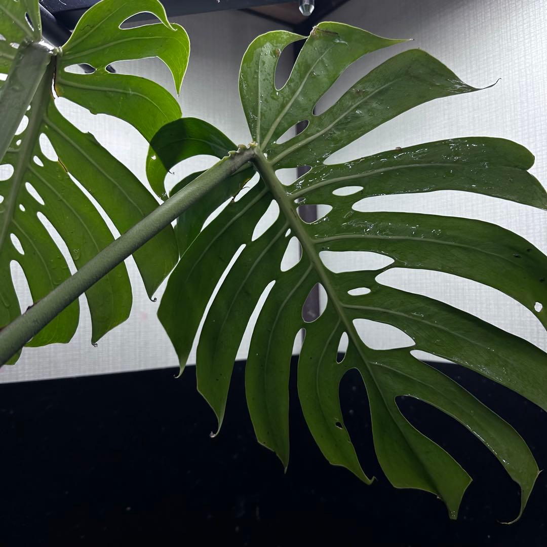 ゆ*う様 モンステラデリシオーサマクロコズム超希少系統鉢植え63㎝