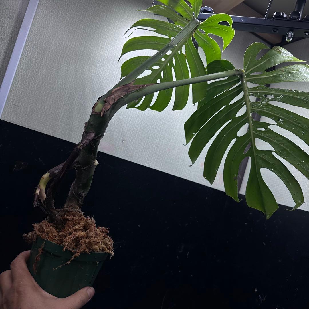 ゆ*う様 モンステラデリシオーサマクロコズム超希少系統鉢植え63㎝