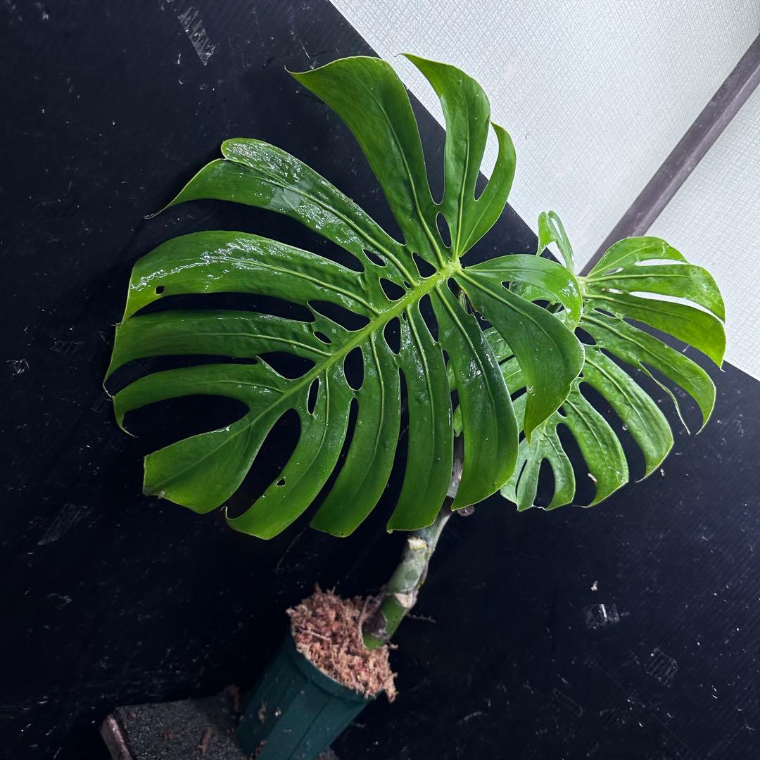 ゆ*う様 モンステラデリシオーサマクロコズム超希少系統鉢植え63㎝