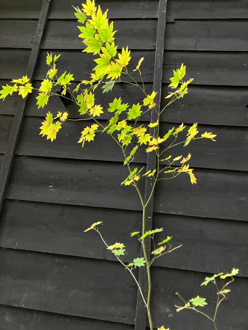 203 山採り　コハウチワカエデ