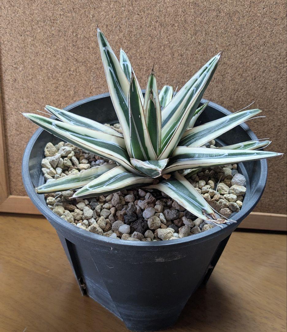 アガベ　笹の雪 　氷山　子株付き 鉢のまま発送