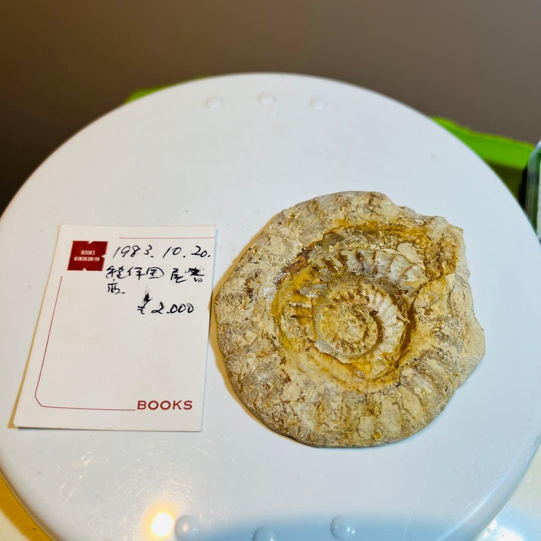 化石 まとめ売り　三葉虫　貝　シダ　ウニ　アンモナイト