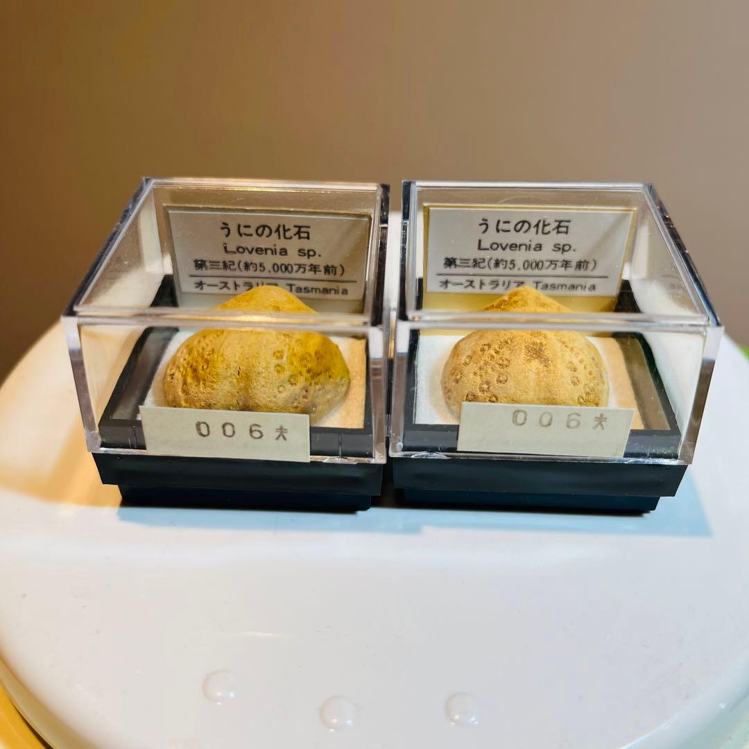 化石 まとめ売り　三葉虫　貝　シダ　ウニ　アンモナイト