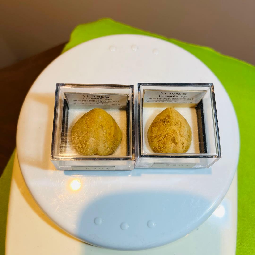 化石 まとめ売り　三葉虫　貝　シダ　ウニ　アンモナイト