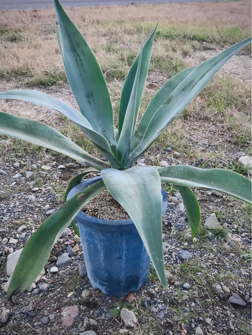 アガベ アテナータ ボーチンブルー　　大株