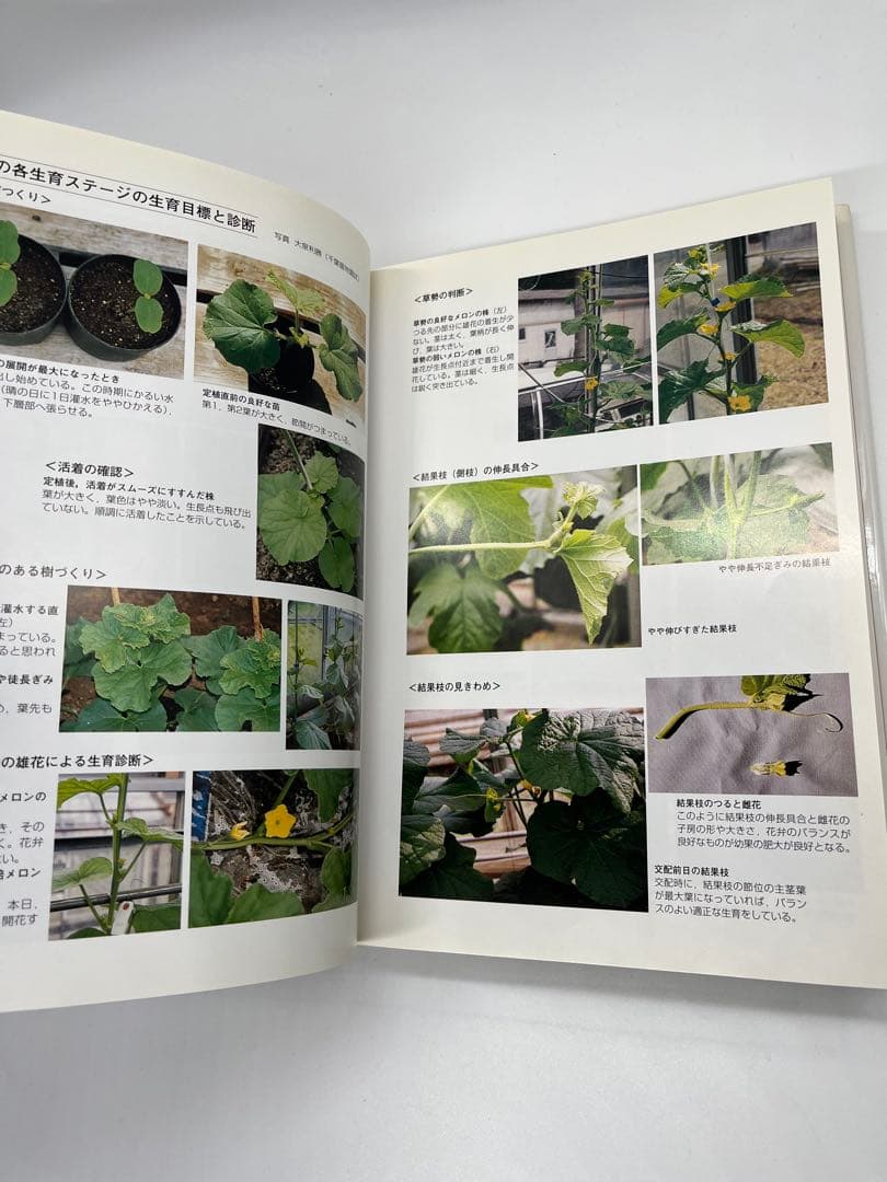 野菜園芸大百科 (4) 第2版　メロン