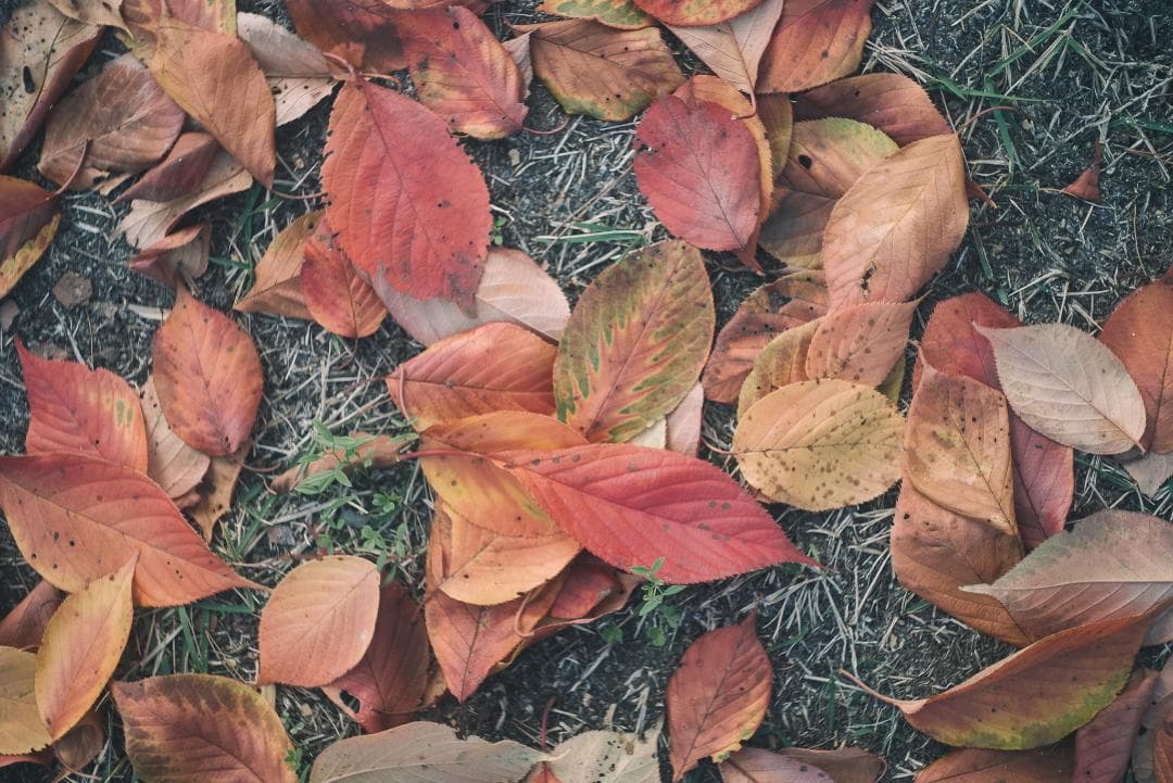 滲み玉！世界初の交換レンズ！Leica Elmar 50mm F3.5