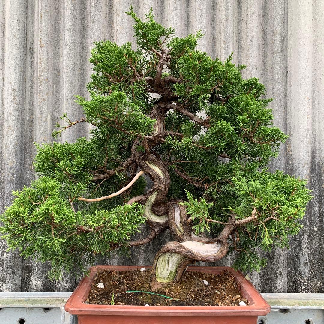 糸魚川真柏　模様木　SSA3