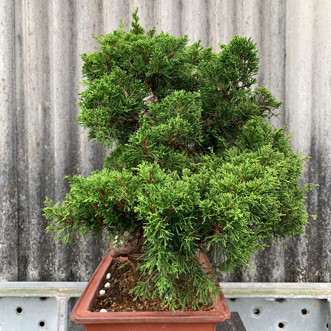 糸魚川真柏　模様木　SSA3