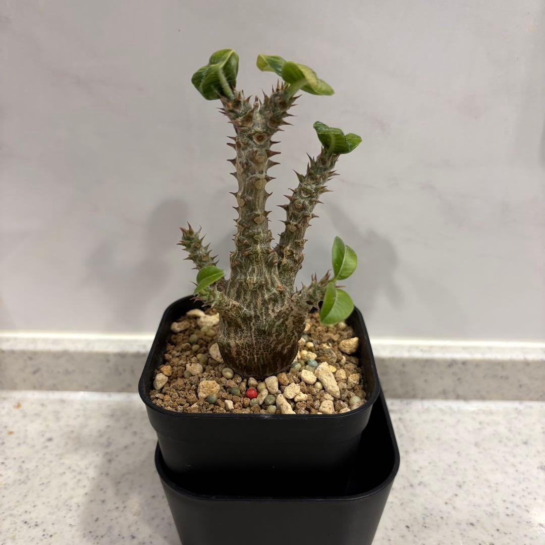 13 パキポディウム ウィンゾリー 実生 国内繁殖個体