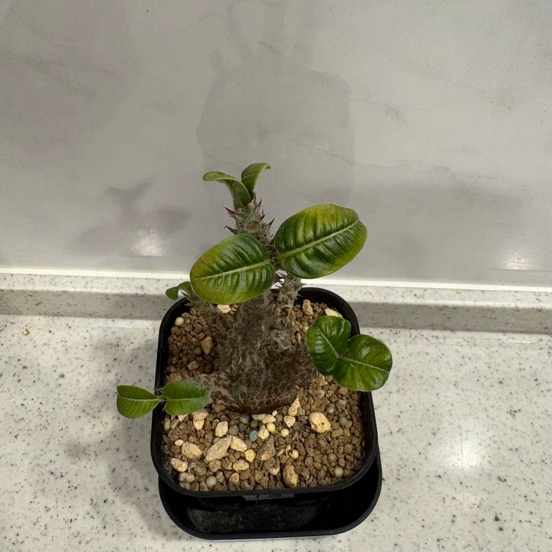 13 パキポディウム ウィンゾリー 実生 国内繁殖個体