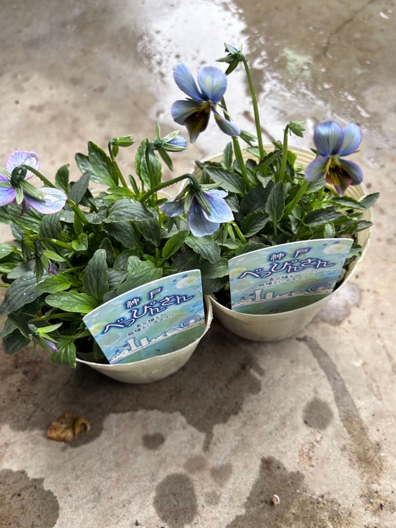 MIYABI✳︎確認用