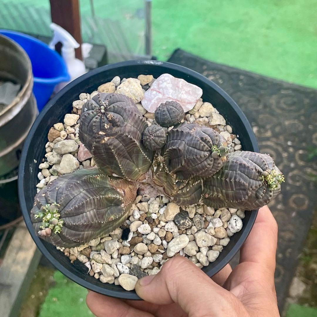 コレクション株　綴化株　群頭　モンスト　メス　オベサ(検索　ホリダ　バリダ