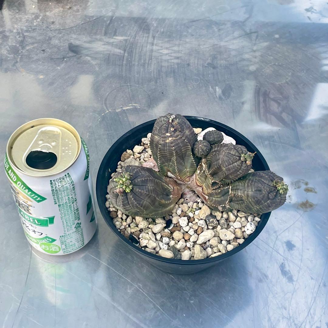 コレクション株　綴化株　群頭　モンスト　メス　オベサ(検索　ホリダ　バリダ