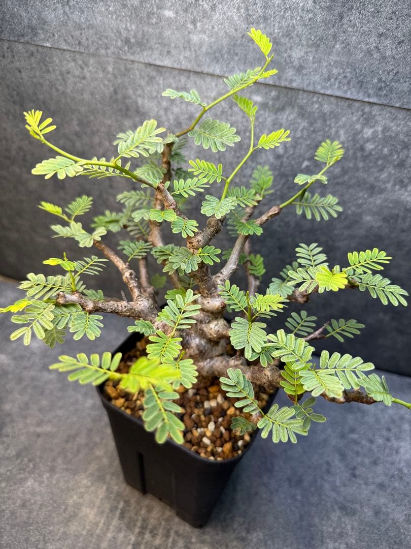 センナ　メリディオナリス　海外実生　発根済み　423