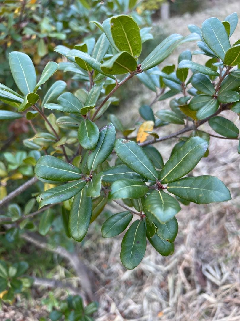 現品　ウバメガシ　特大苗　2mほど　山採り