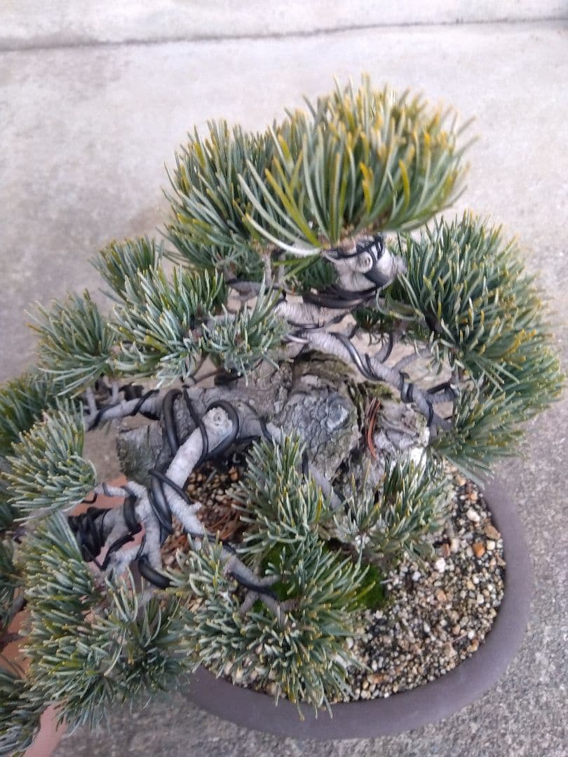 五葉松　盆栽　極太❗良樹形❗8号陶器鉢つき　③