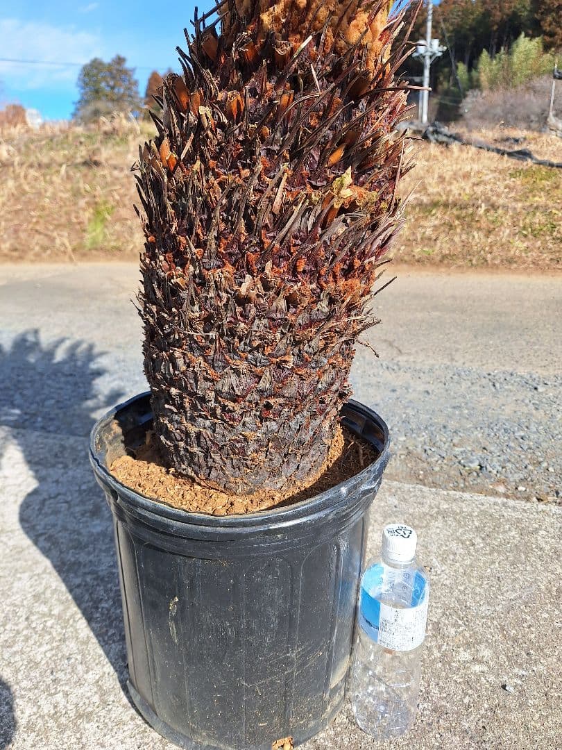 *葉を切っての発送になります。 ソテツ　極太　美株