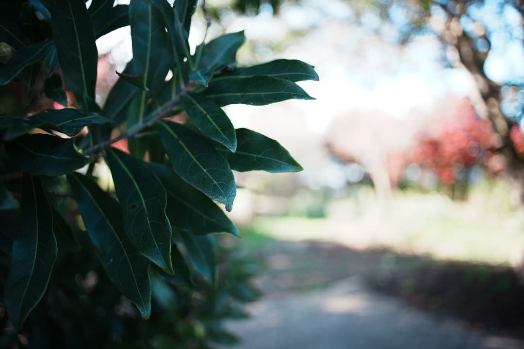 【整備＆テスト】オリンパス Zuiko auto-w 28mm F2.8 874