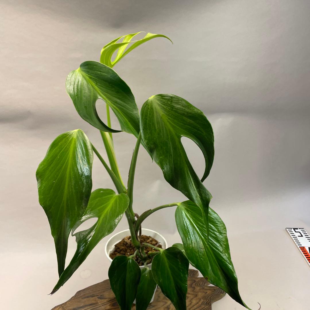 D*e様 a29モンステラ バールマルクスフレーム